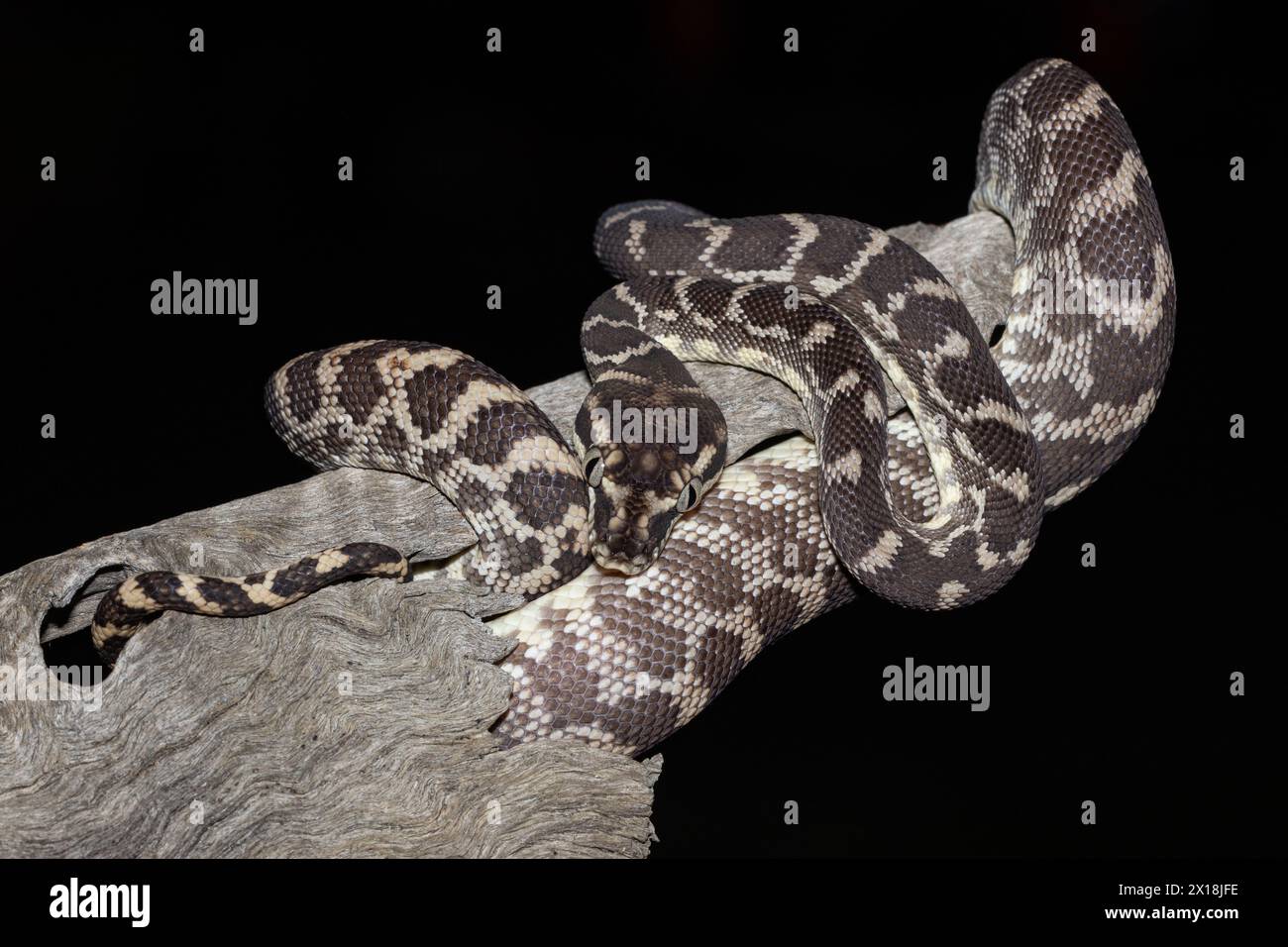 Rare Rough-scaled Python from ther Kimberley Region of Western ...