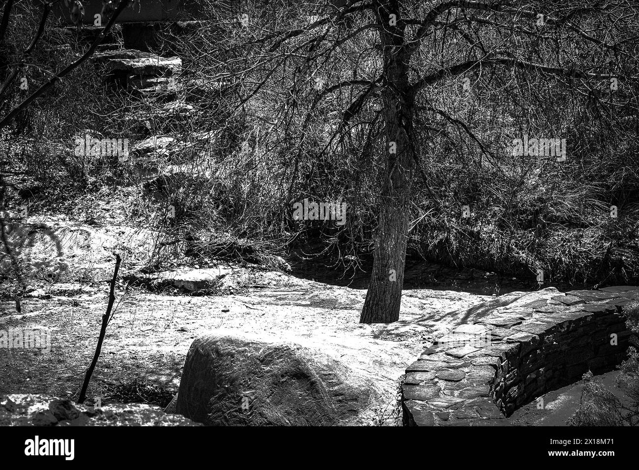 A dead tree stands near the Santa Fe river with boulders nearby, and radiant plants. In monochrome Stock Photo