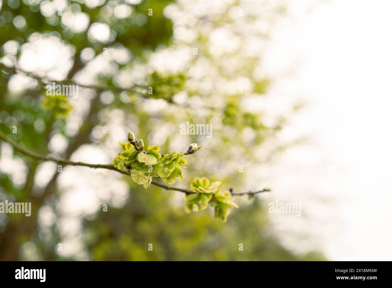 Spring tree branch with green buds Stock Photo - Alamy