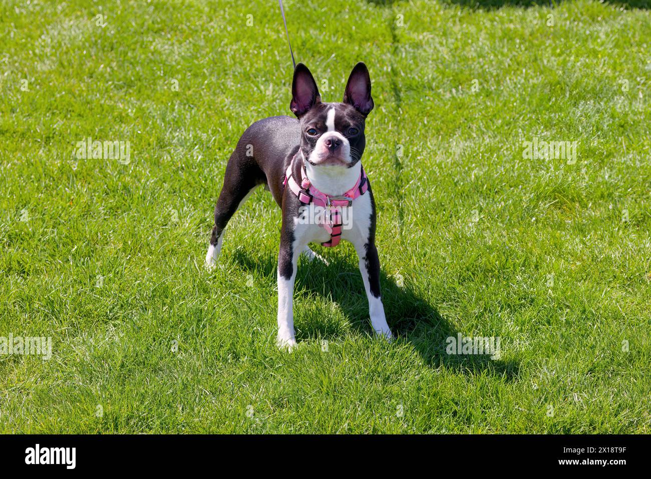 The Boston Terrier is a breed of dog originating in the USA Stock Photo