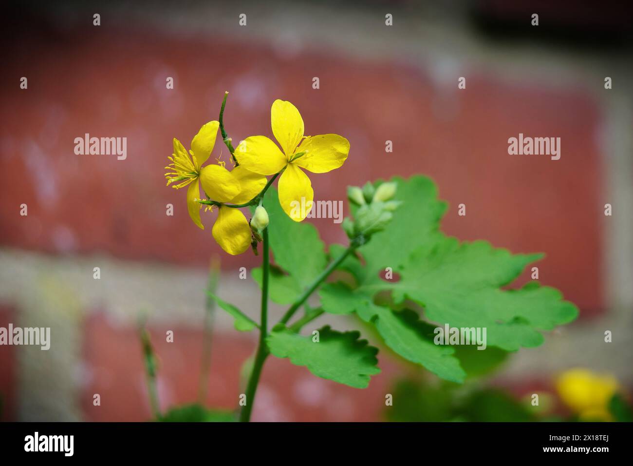 Chelidonium majus yellow flowers of celandine in front of a brick wall in the blurred background as early as mid april in cologne Stock Photo