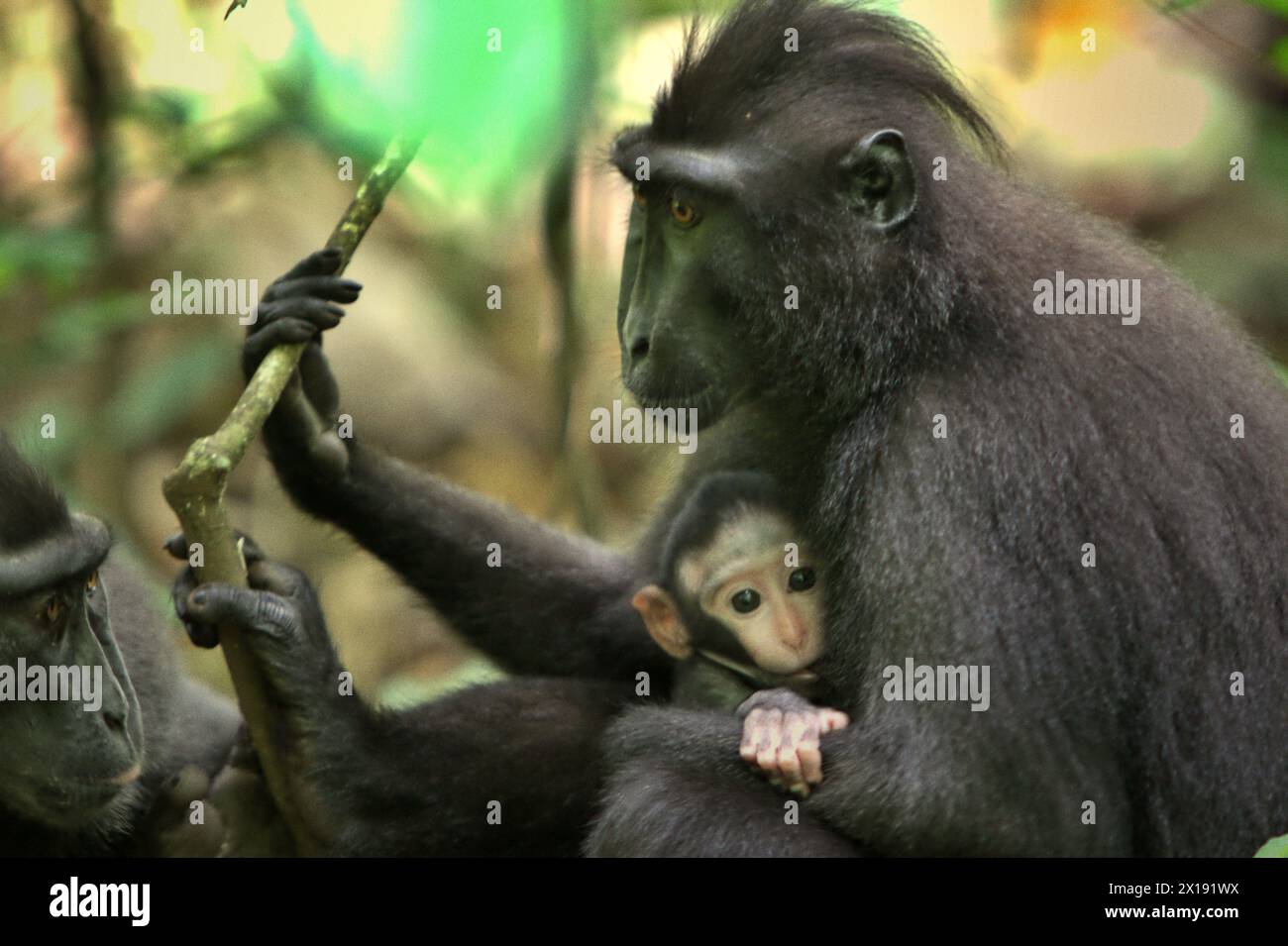 Primate ecosystem balance hires stock photography and images Alamy