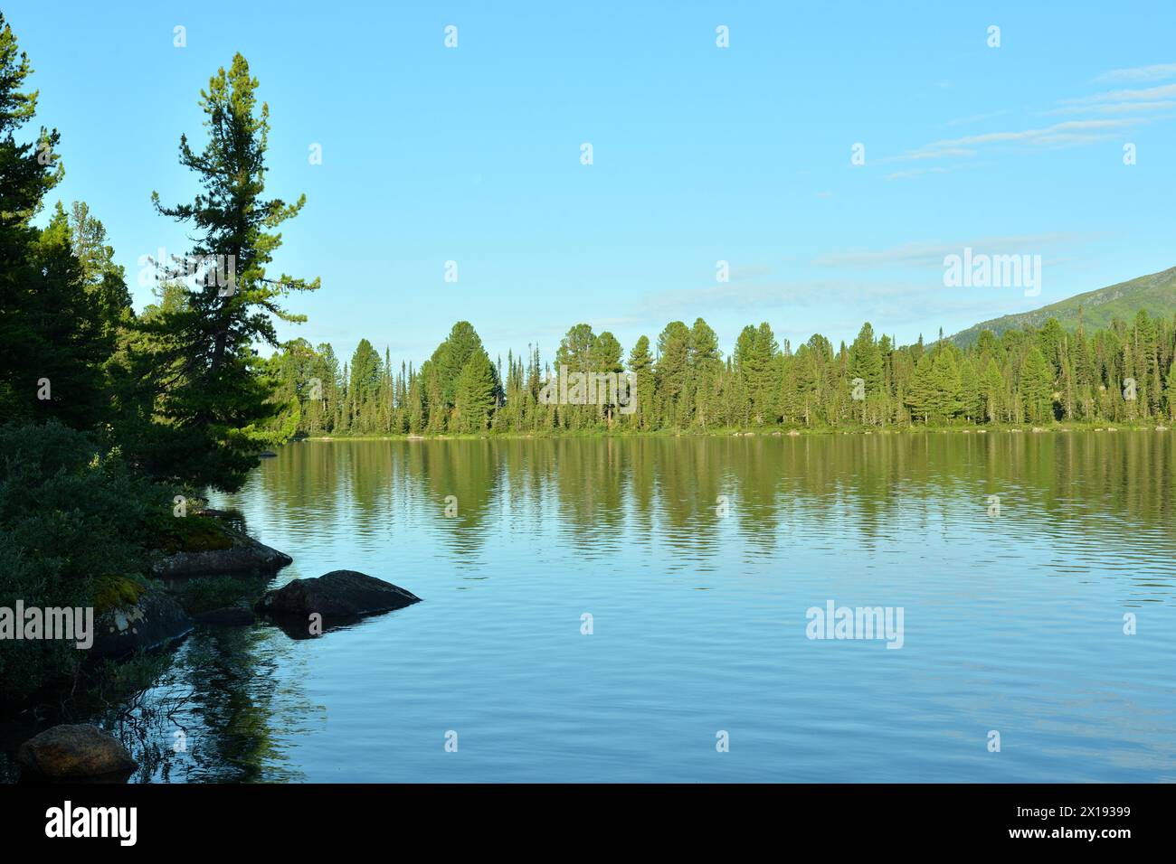 A tall cedar tree on the rocky shore of a large picturesque lake surrounded by dense mountain taiga on a warm summer evening. Lake Svetloe, Ergaki Nat Stock Photo