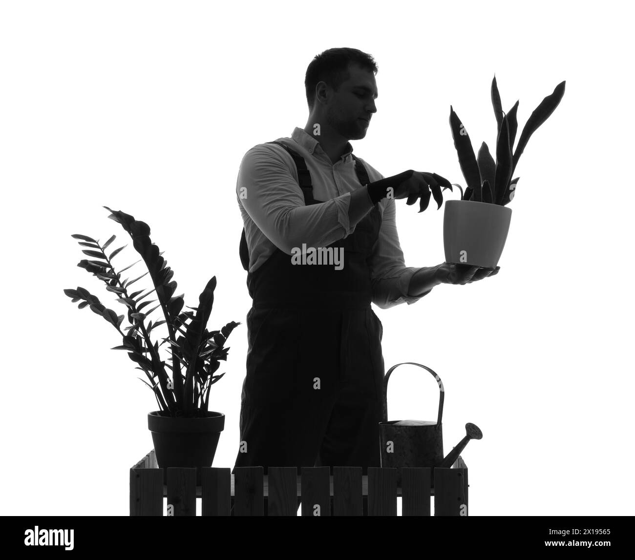 Silhouette of male gardener with plant at counter on white background Stock Photo