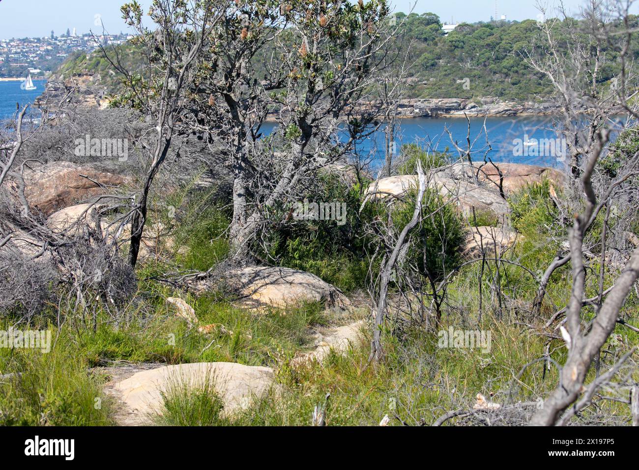 Lighthouse walking track on Dobroyd Head leading to Grotto Point lighthouse on Sydney Harbour,NSW,Australia with views to Balmoral beach Stock Photo