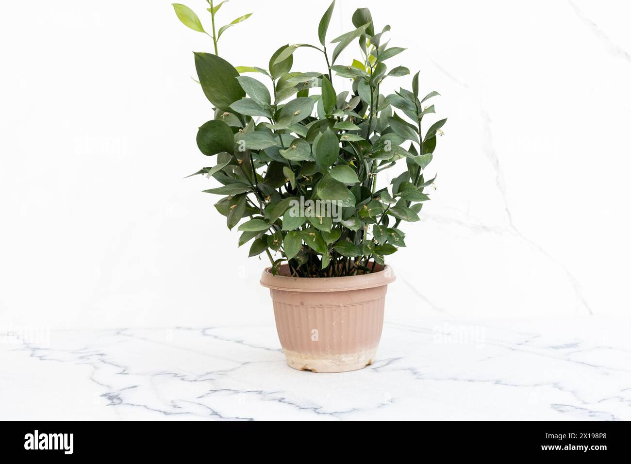 Ruscus false leaves plant in pot closeup Stock Photo