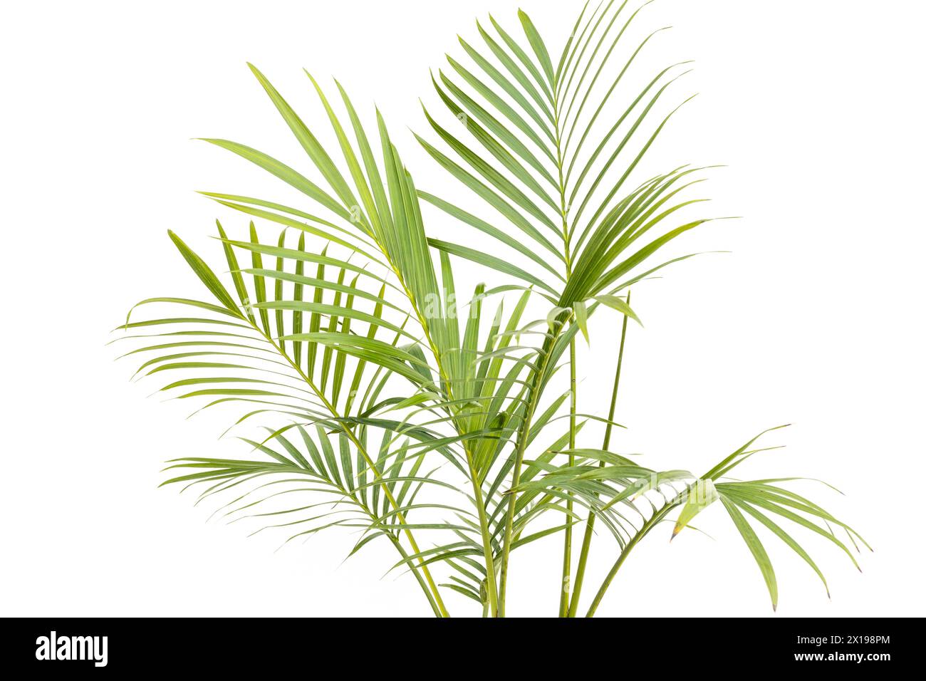 Beautiful leaves of a cascade palm over white background Stock Photo