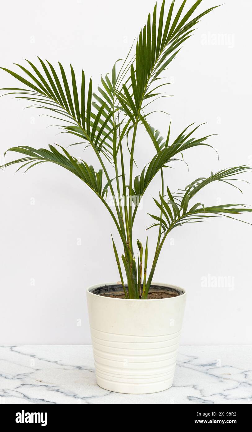 Chamaedorea cataractarum is a small attractive trunkless clumping palm in a white ceramic pot Stock Photo