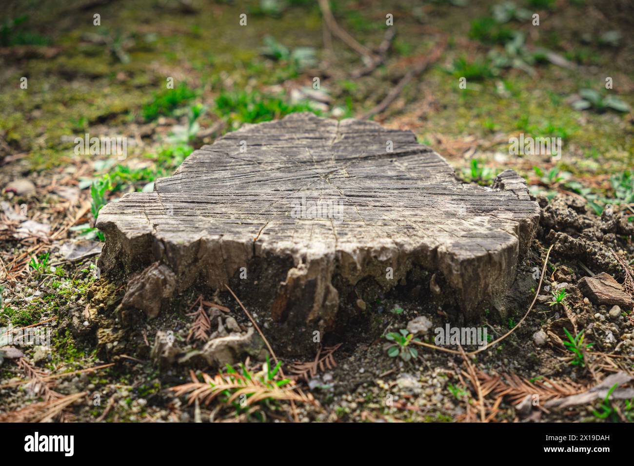 tree with cut off stump in the forest Stock Photo