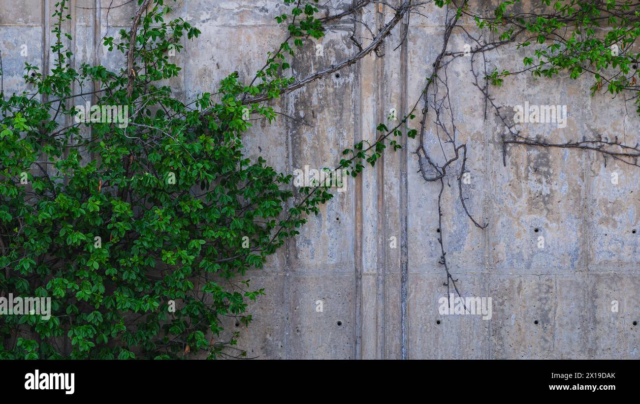 Green leaves growing on a concrete wall Stock Photo
