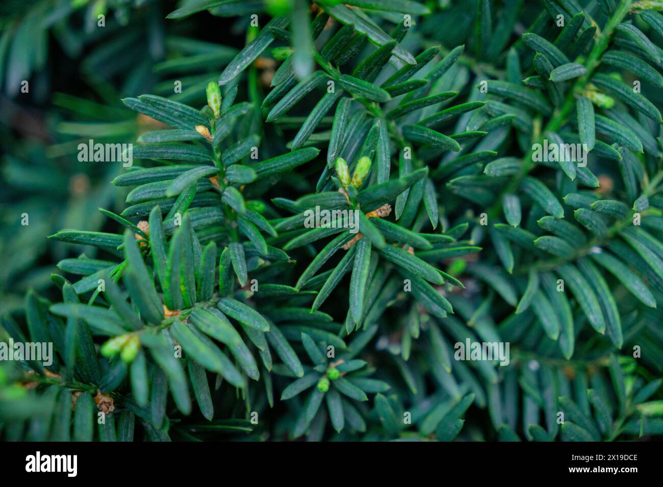 green taxus cuspidata leaf backgrounds Stock Photo