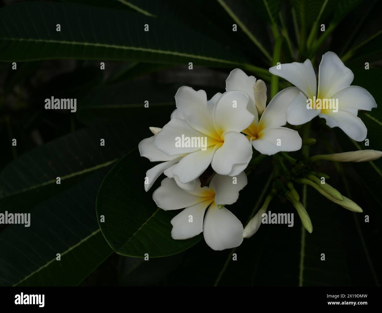 Group of Plumeria blossom on tree , White frangipani flower with leaf on green background, Freshness of plants Stock Photo