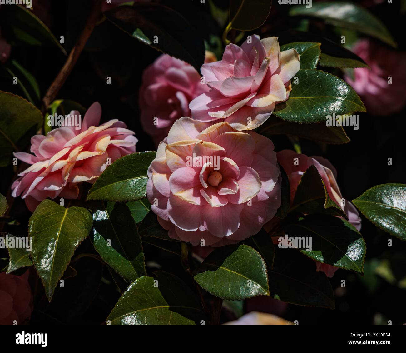 Pink camellia flowers in spring sunshine Stock Photo