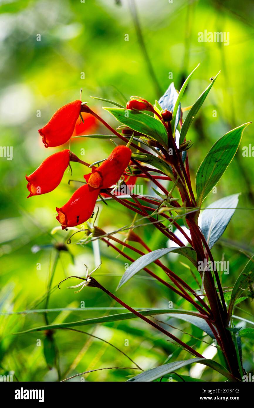 Bolivian Sunset (hardy gloxinia, Seemannia sylvatica, Seemannia, Fritschiantha Kuntze, Gloxinia sylvatica) flower Stock Photo