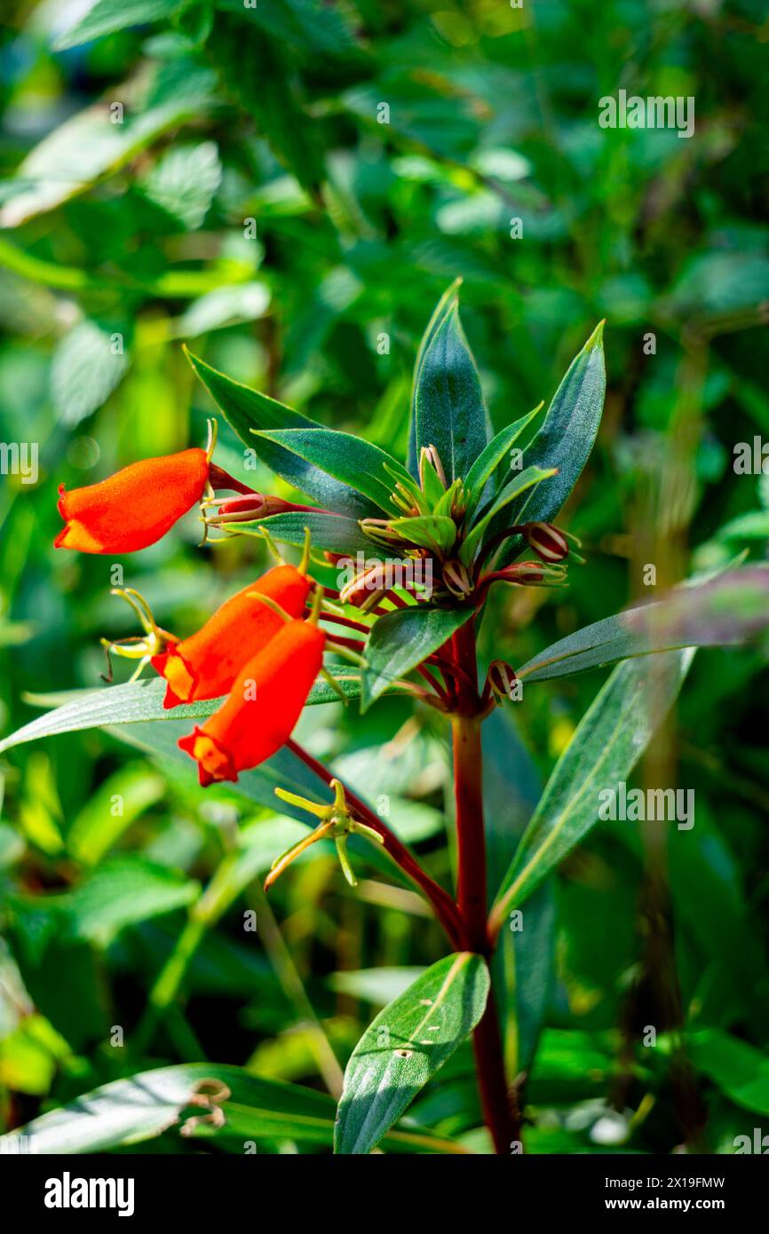 Bolivian Sunset (hardy gloxinia, Seemannia sylvatica, Seemannia