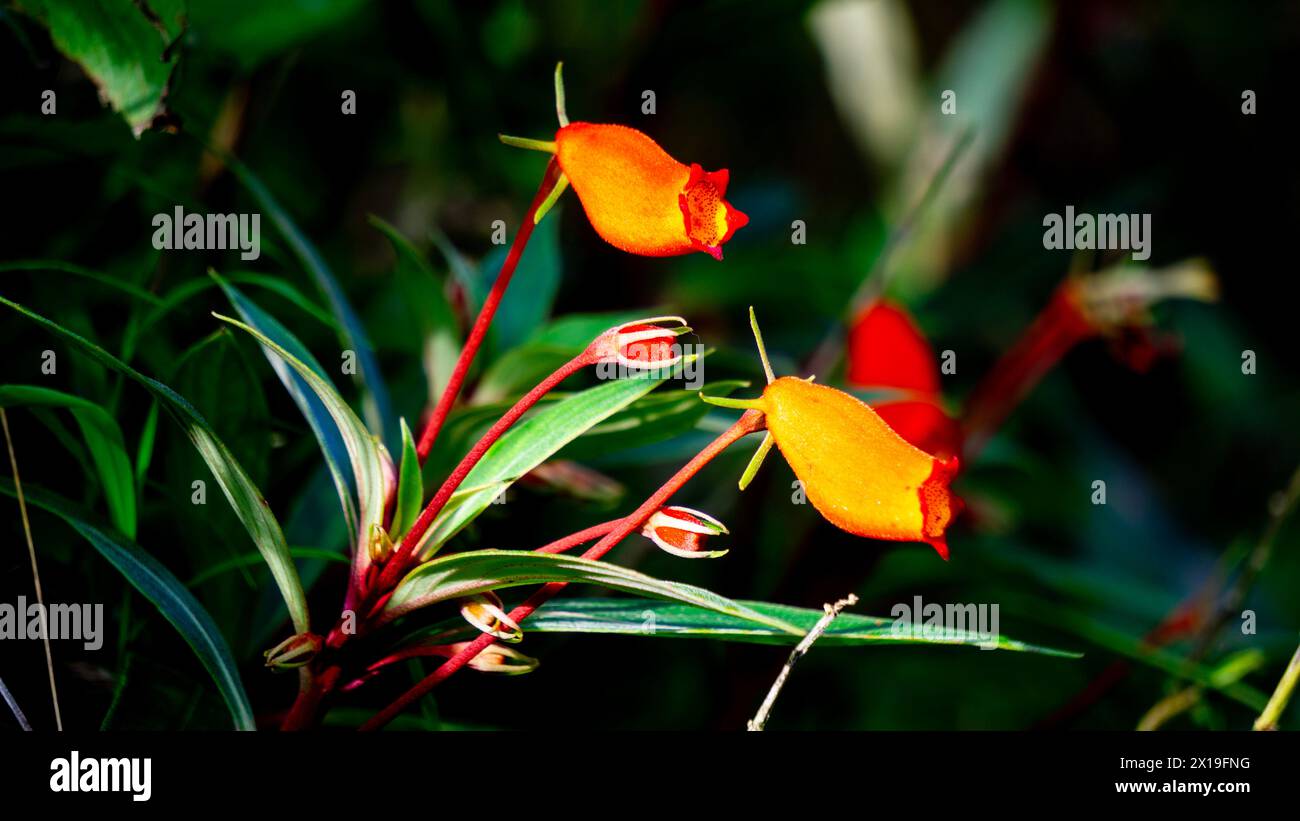 Bolivian Sunset (hardy gloxinia, Seemannia sylvatica, Seemannia, Fritschiantha Kuntze, Gloxinia sylvatica) flower Stock Photo