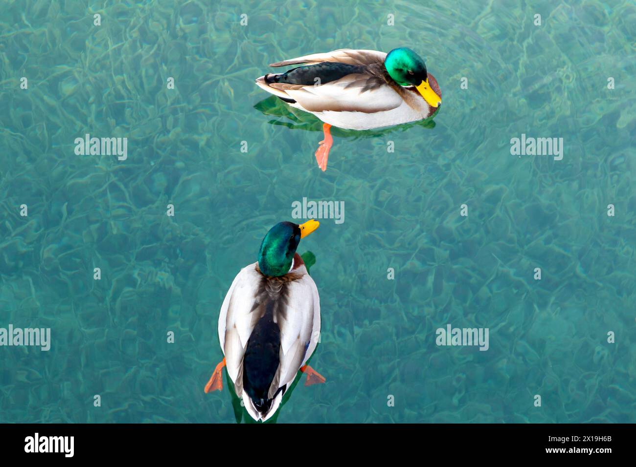 Ducks on Lake Garda Stock Photo