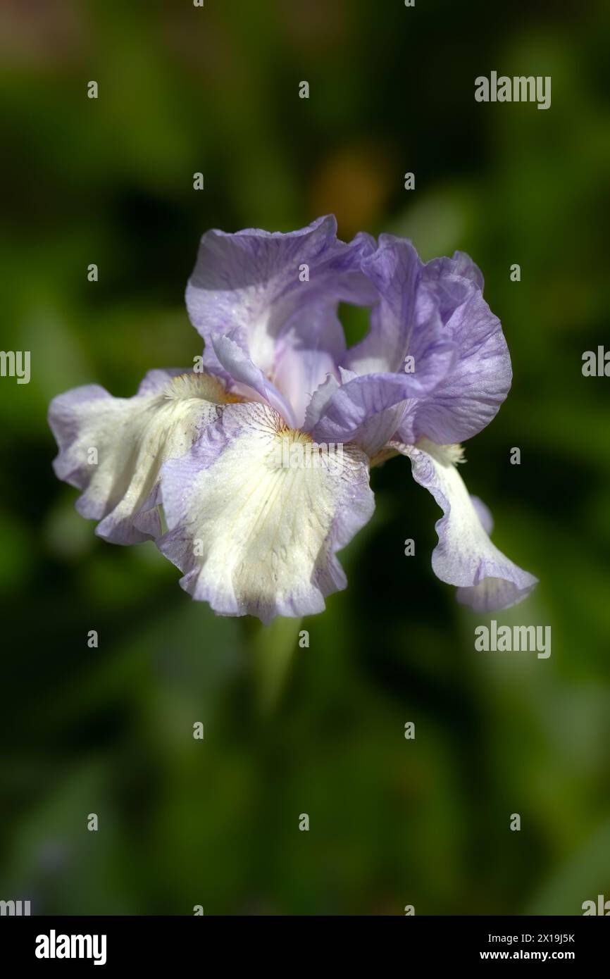 Rhapsody in white hi-res stock photography and images - Alamy