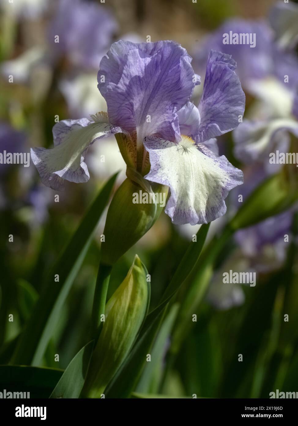 Iris rhapsody reticulata hi-res stock photography and images - Alamy