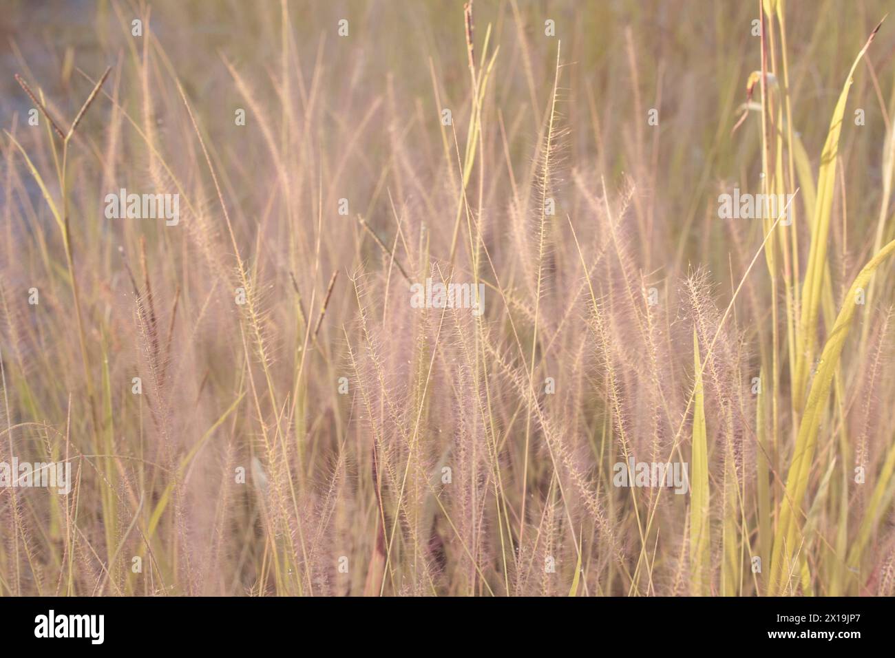 infrared image of bushy pink fountain grass in the wild meadow. Stock Photo