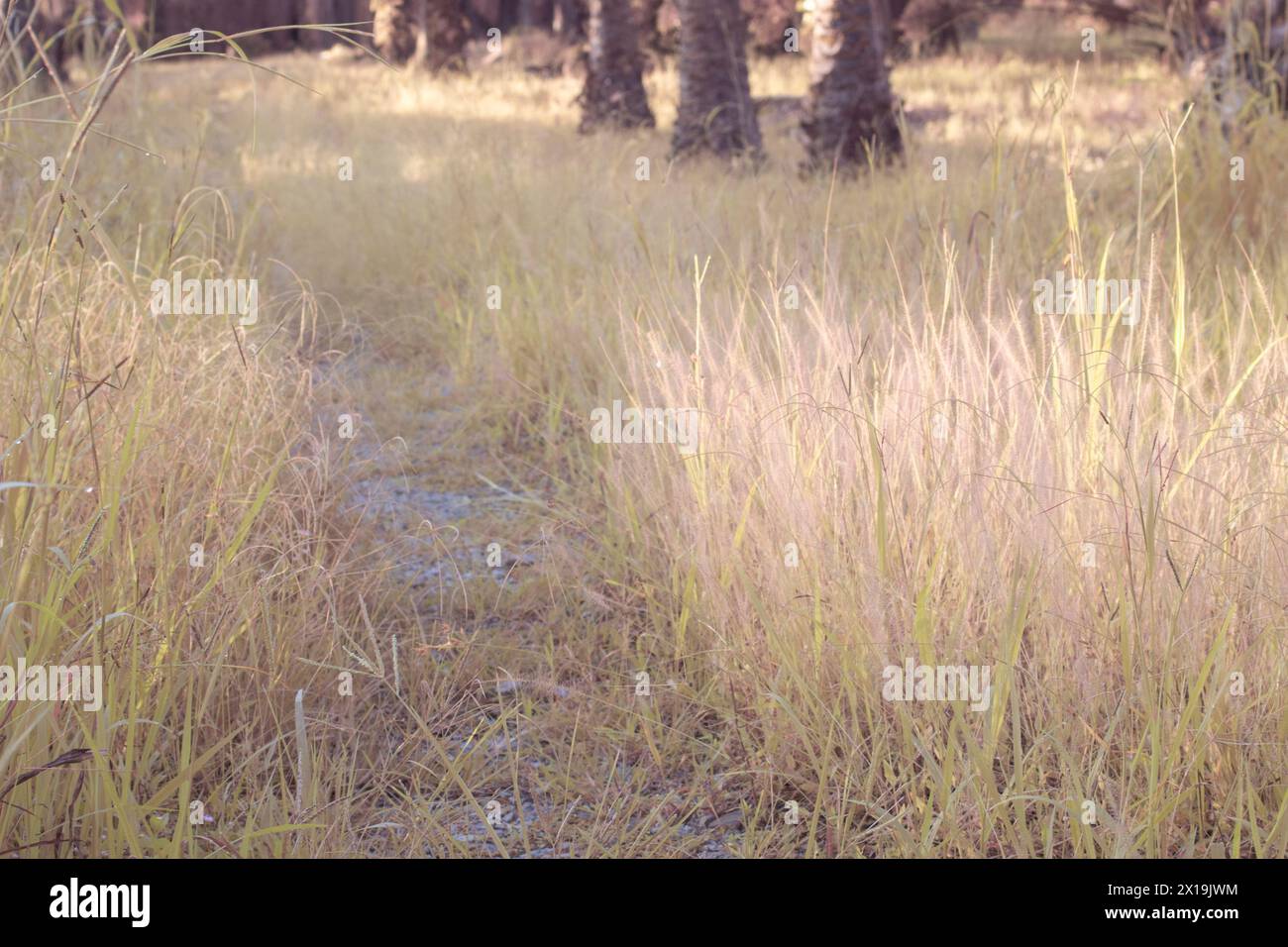 infrared image of bushy pink fountain grass in the wild meadow. Stock Photo