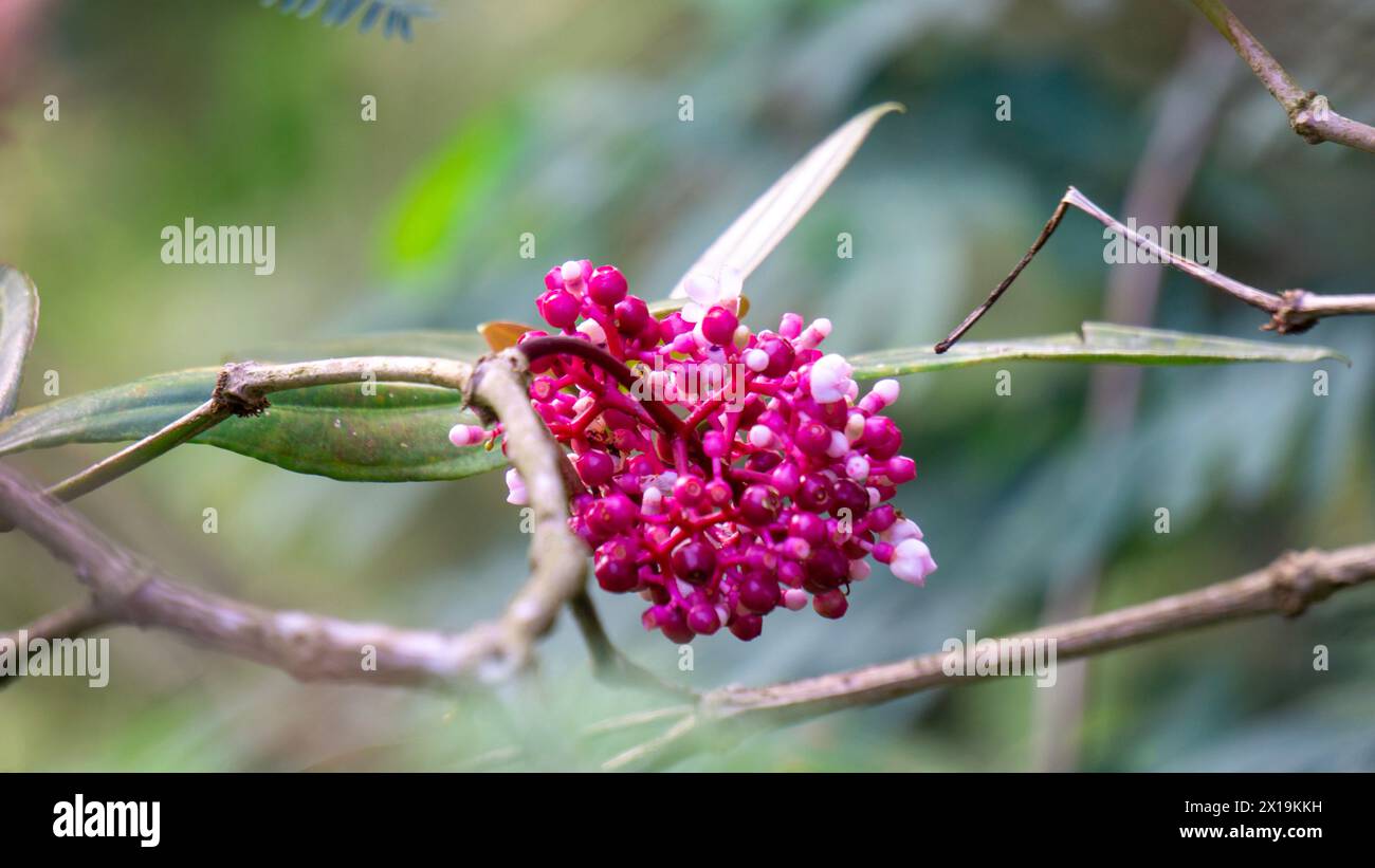 Medinilla speciosa (Parijata, Parijoto, Showy Asian Grapes). The fruit contains significant