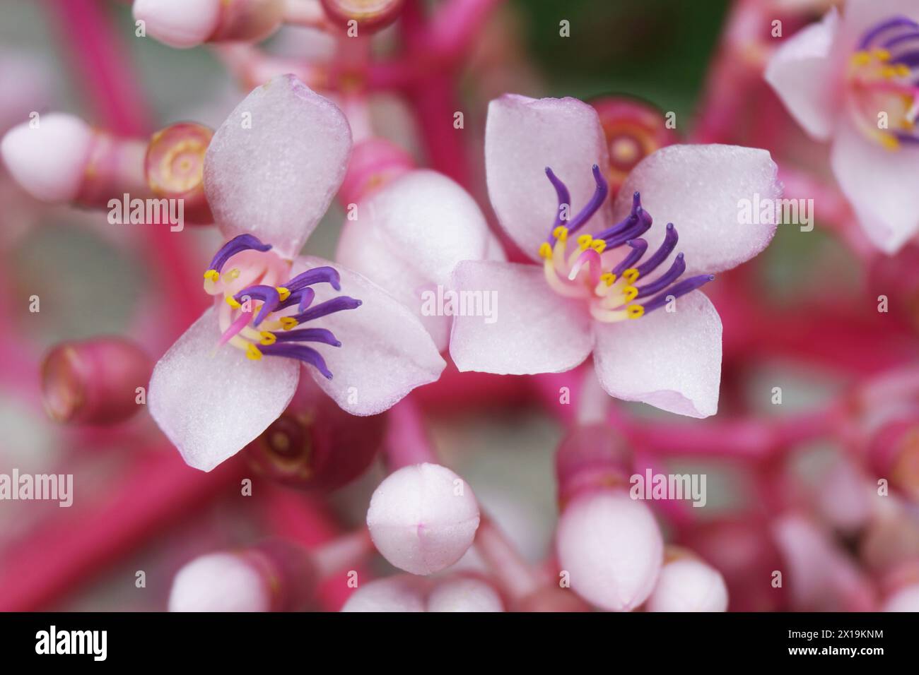 Medinilla speciosa (Parijata, Parijoto, Showy Asian Grapes). The fruit contains significant