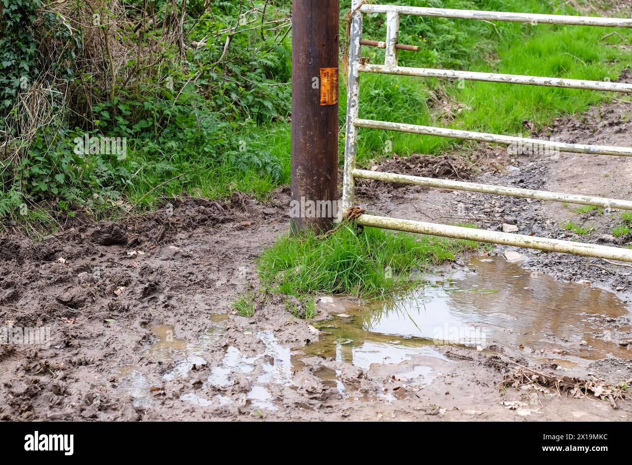 waterlogged entrance to a farmers field april 2024 Stock Photo