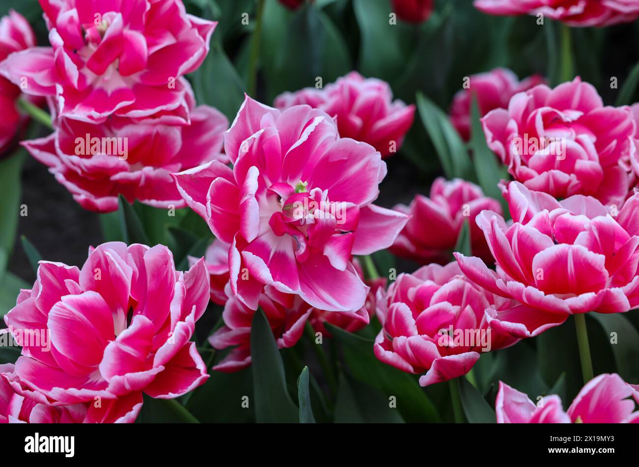 White and pink tulip called Colombus. Double Early group. Tulips are divided into groups that are defined by their flower features Stock Photo