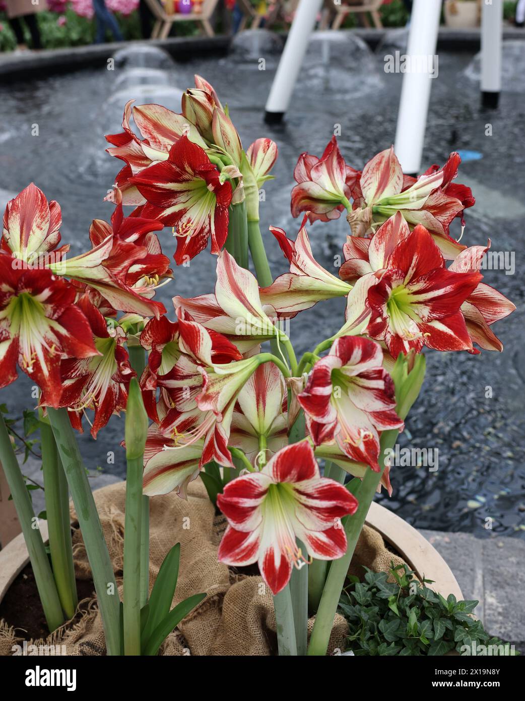 lidl gummibaum Musa dwarf (Bananenpflanze) kaufen main image 0