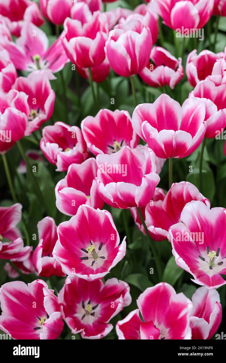 Pink and white tulips called Kamaliya. Triumph  group. Tulips are divided into groups that are defined by their flower features Stock Photo