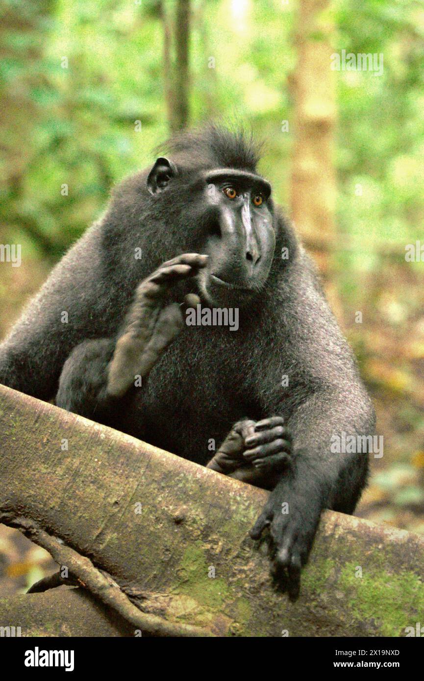 A crested macaque (Macaca nigra) male raises its leg, as it is resting