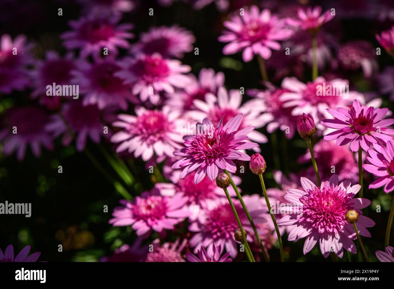Callistephus chinensis. China aster or annual aster in garden. 2 Stock Photo