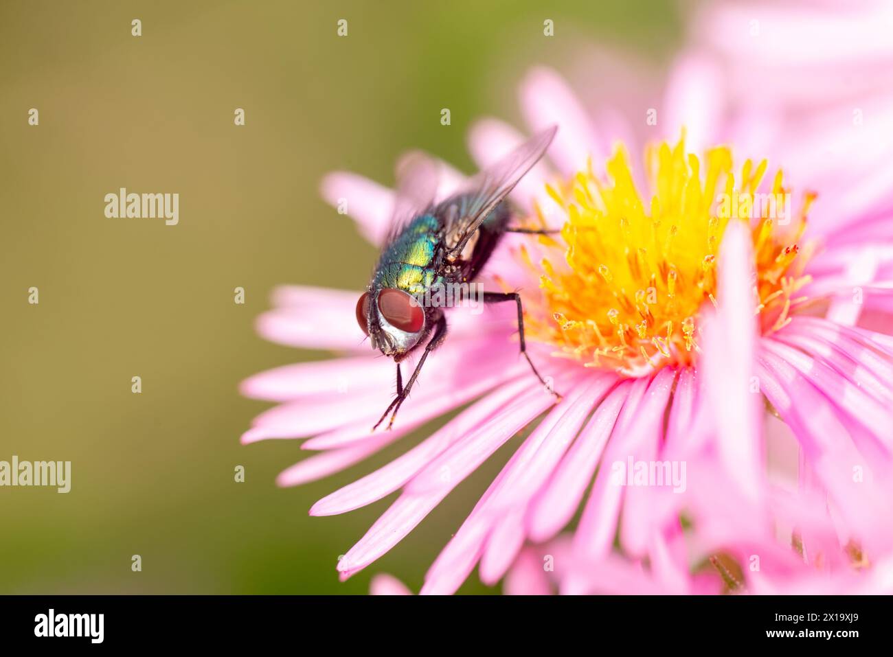 Common green bottle fly on a pink flower Stock Photo
