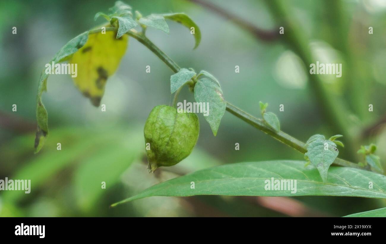 This plant is a wild plant commonly called cecenet or ceplukan which is efficacious as a traditional medicine Stock Photo