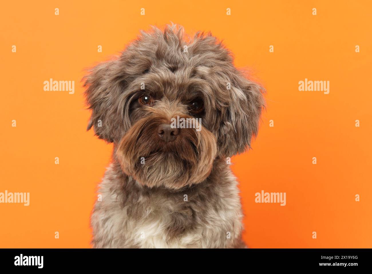 Cute Maltipoo dog on orange background. Lovely pet Stock Photo