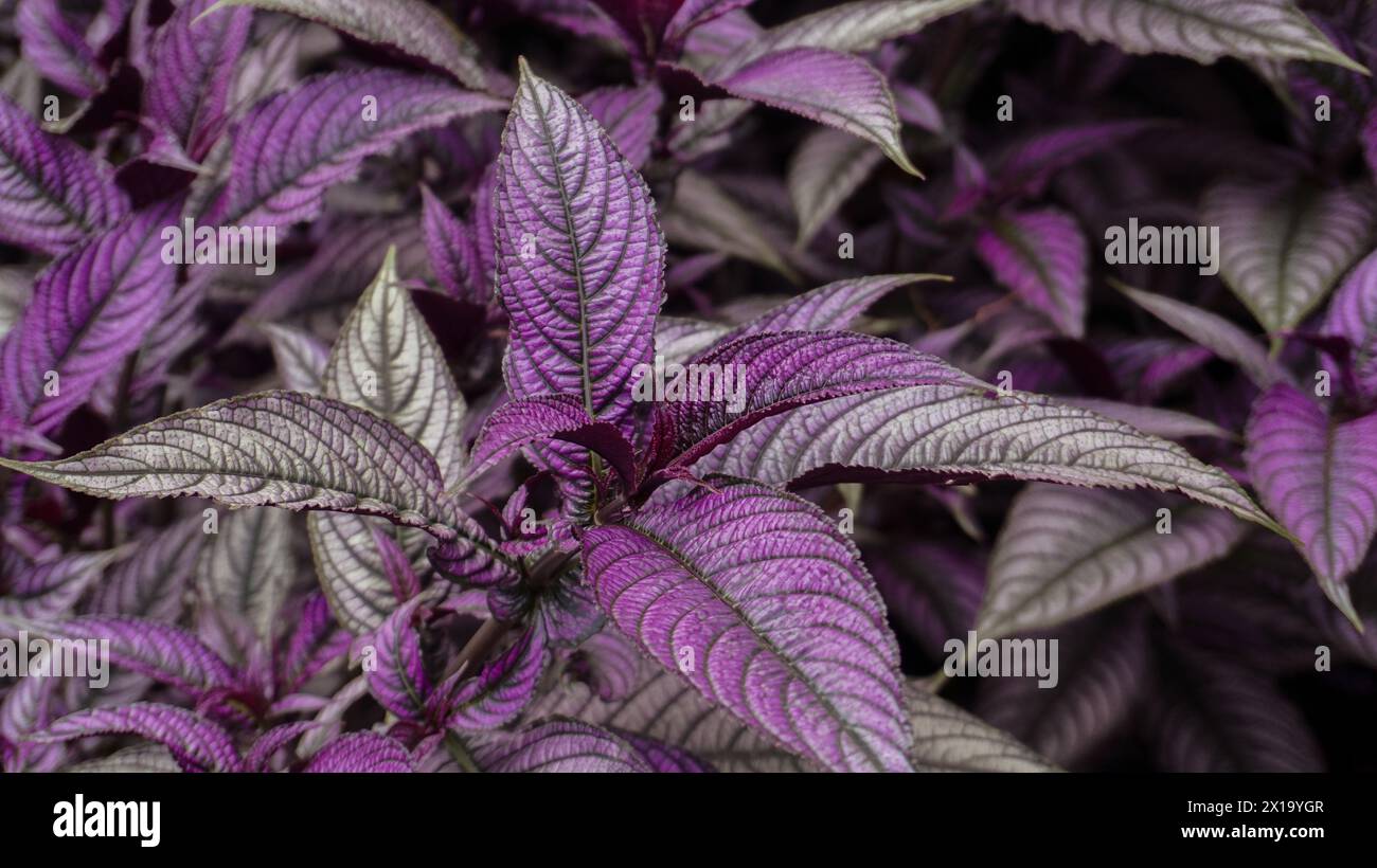 Strobilanthes dyeriana,the purple color and unique texture of the leaves, is very beautiful Stock Photo