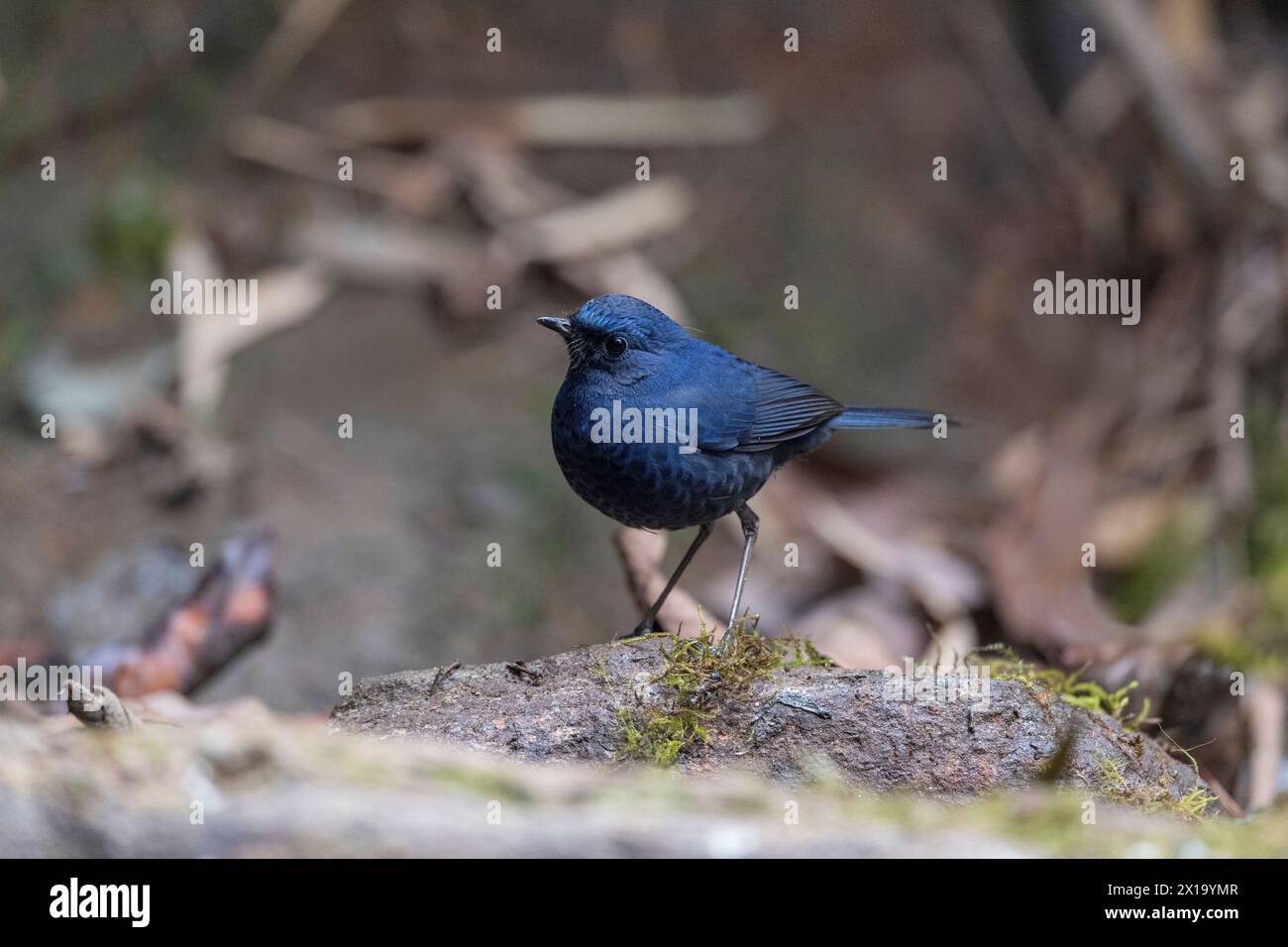 Senchal Wild Life Sanctuary, Blue-fronted robin, Cinclidium frontale Stock Photo