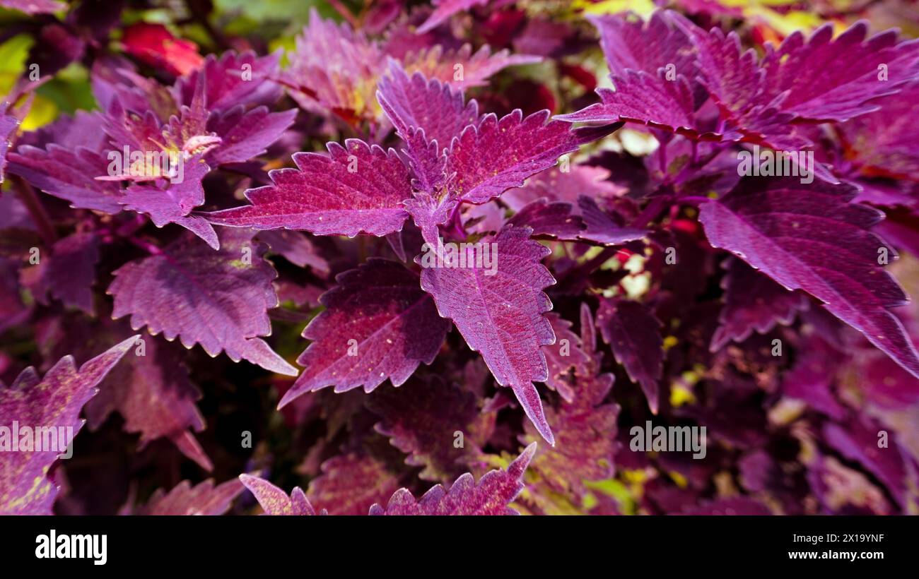Plectranthus scutellarioides, coleus or Miyana leaves or Miana or in Latin Coleus Scutellaricides, is a species of flowering plant Stock Photo