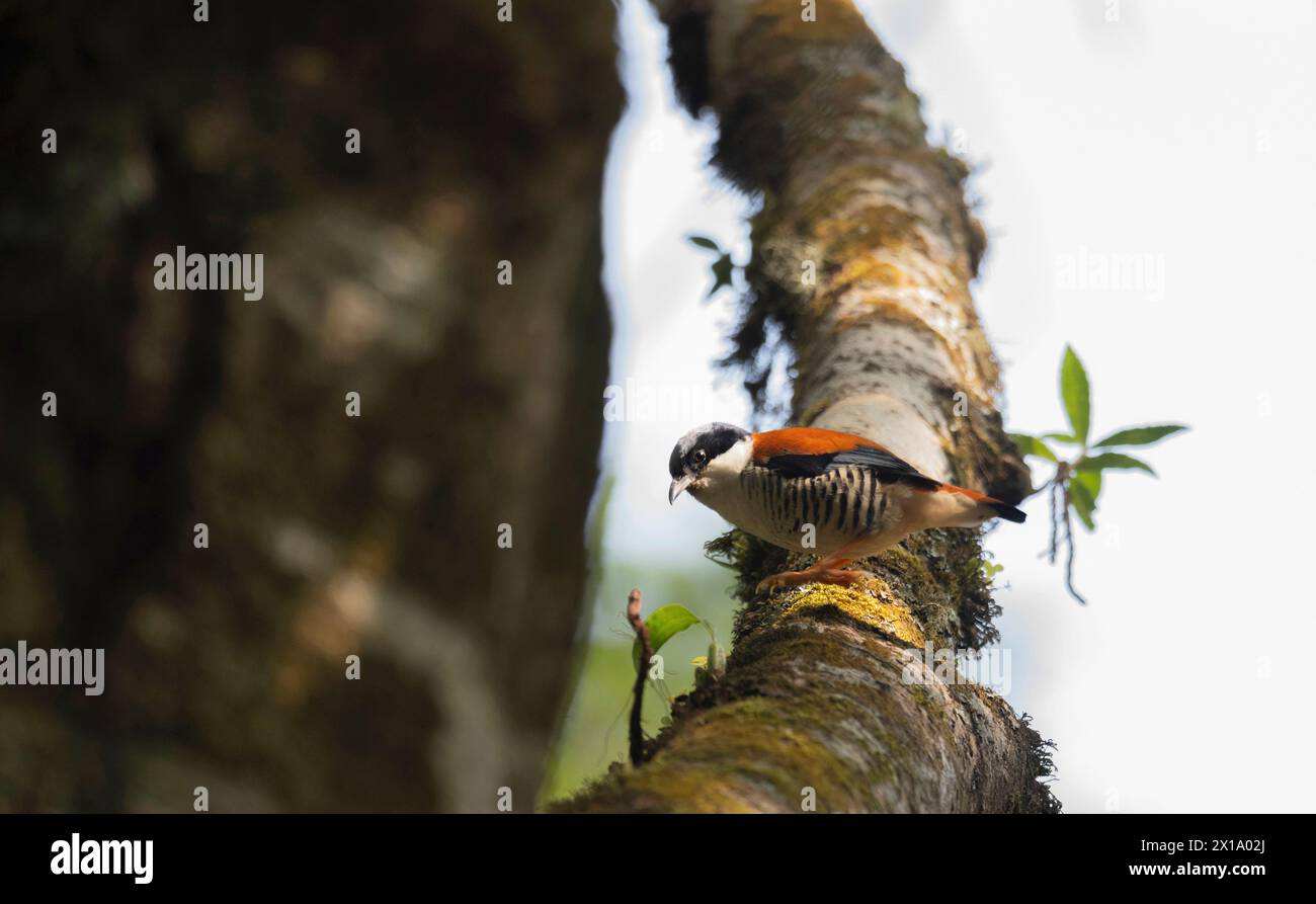 Netora Harley Neora Valley National Park is a national park,Kalimpong district, West ...