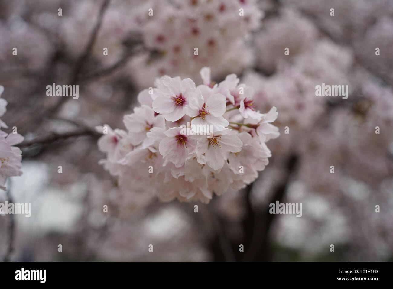 Pink cherry blossoms are in full bloom on the tree branches Stock Photo ...