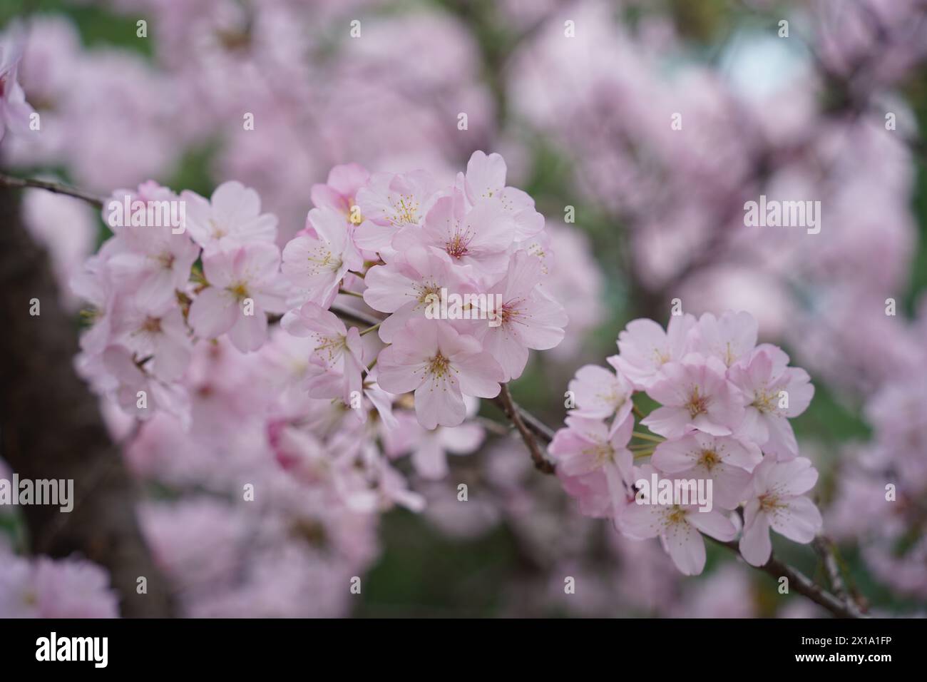 Pink cherry blossoms are in full bloom on the tree branches Stock Photo ...