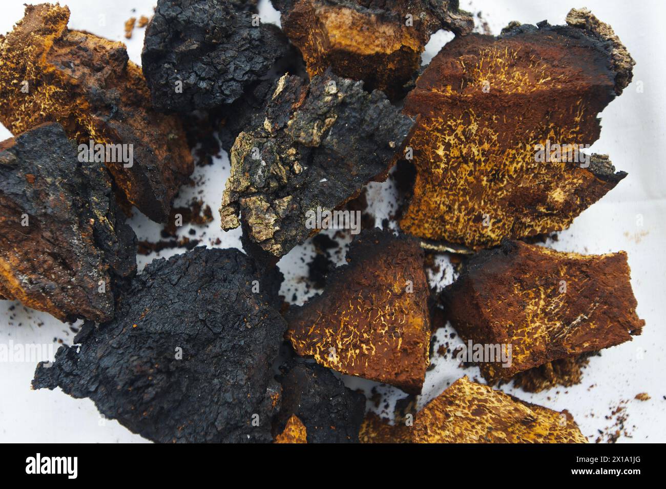Chaga Mushroom cut into pieces Stock Photo