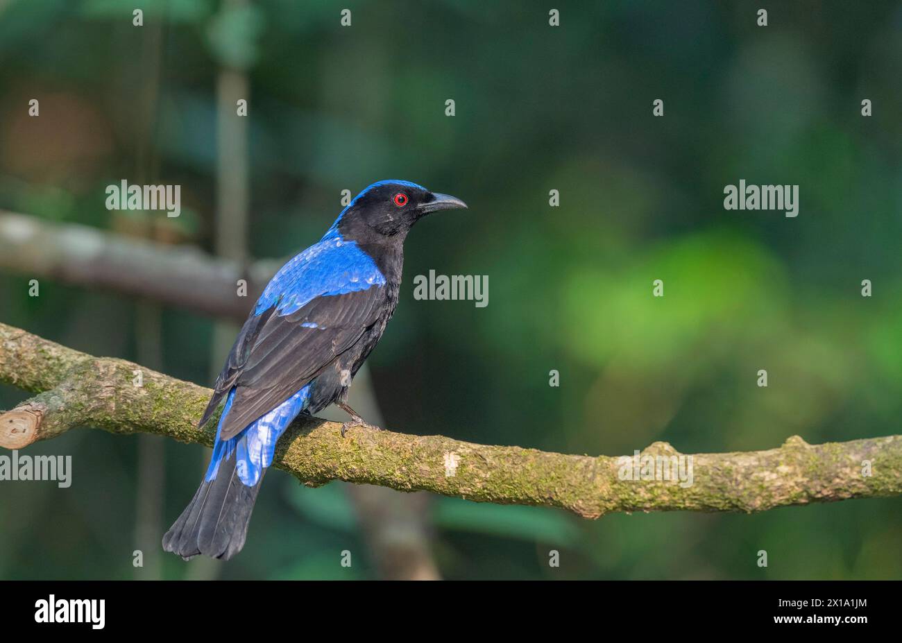 Buxa Tiger Reserve, West Bengal, India. Asian Fairy-Bluebird, Male ...