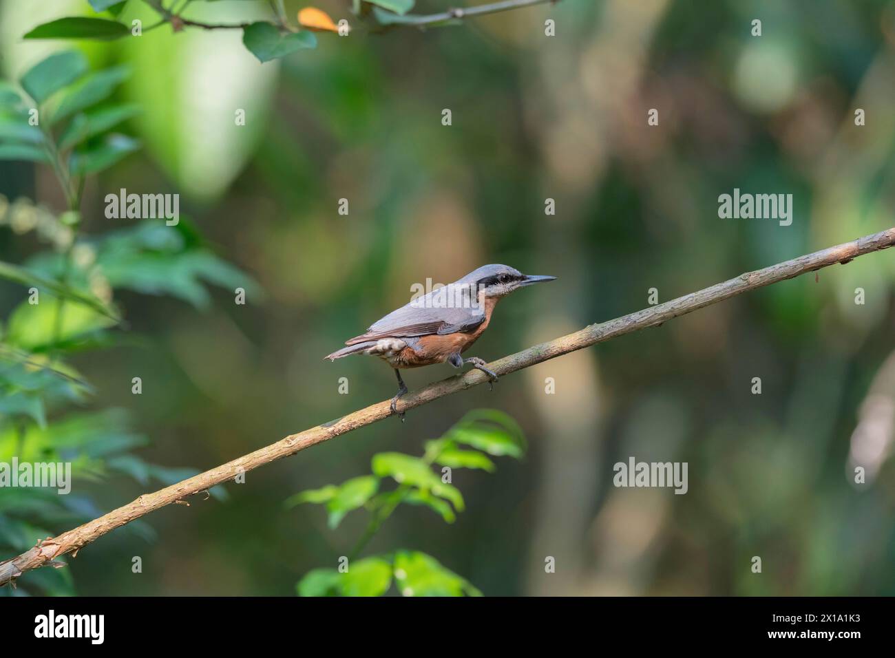 Buxa Tiger Reserve, West Bengal, India. Chestnut-bellied Nuthatch, Female, Sitta cinnamoventris Stock Photo