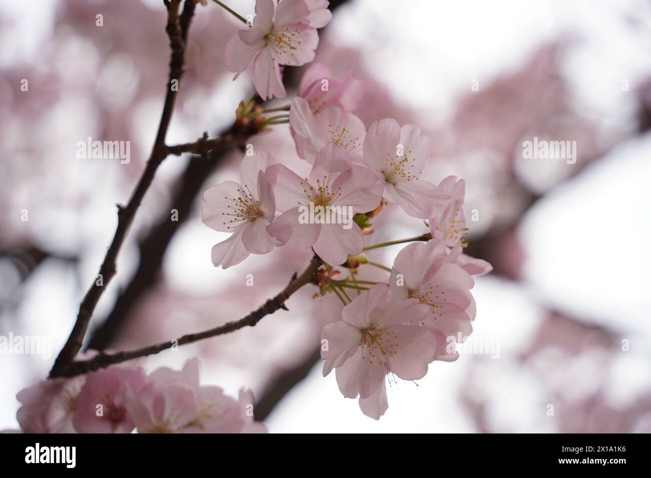 Pink cherry blossoms are in full bloom on the tree branches Stock Photo ...