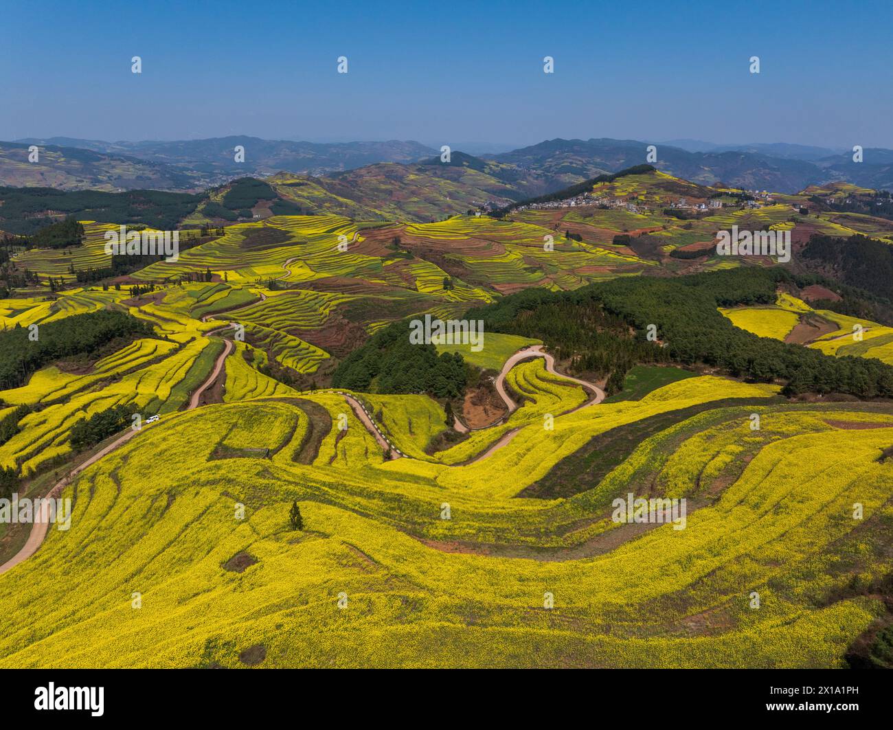 Canola Field In Luoping County Yunnan China Stock Photo Alamy Canola Field In Luoping County Yunnan China Stock Photo Alamy