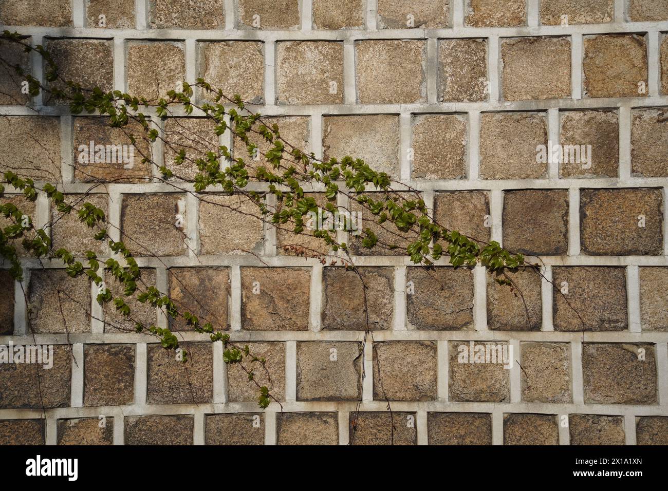 Ivy growing on the wall of a brick building. Natural background. Stock Photo