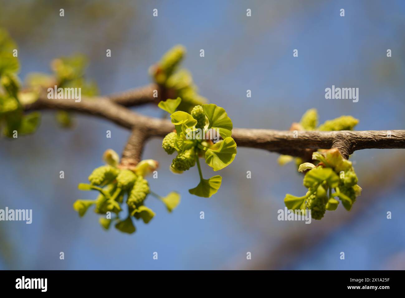 Ginkgo tree leaves sprouting new buds Stock Photo