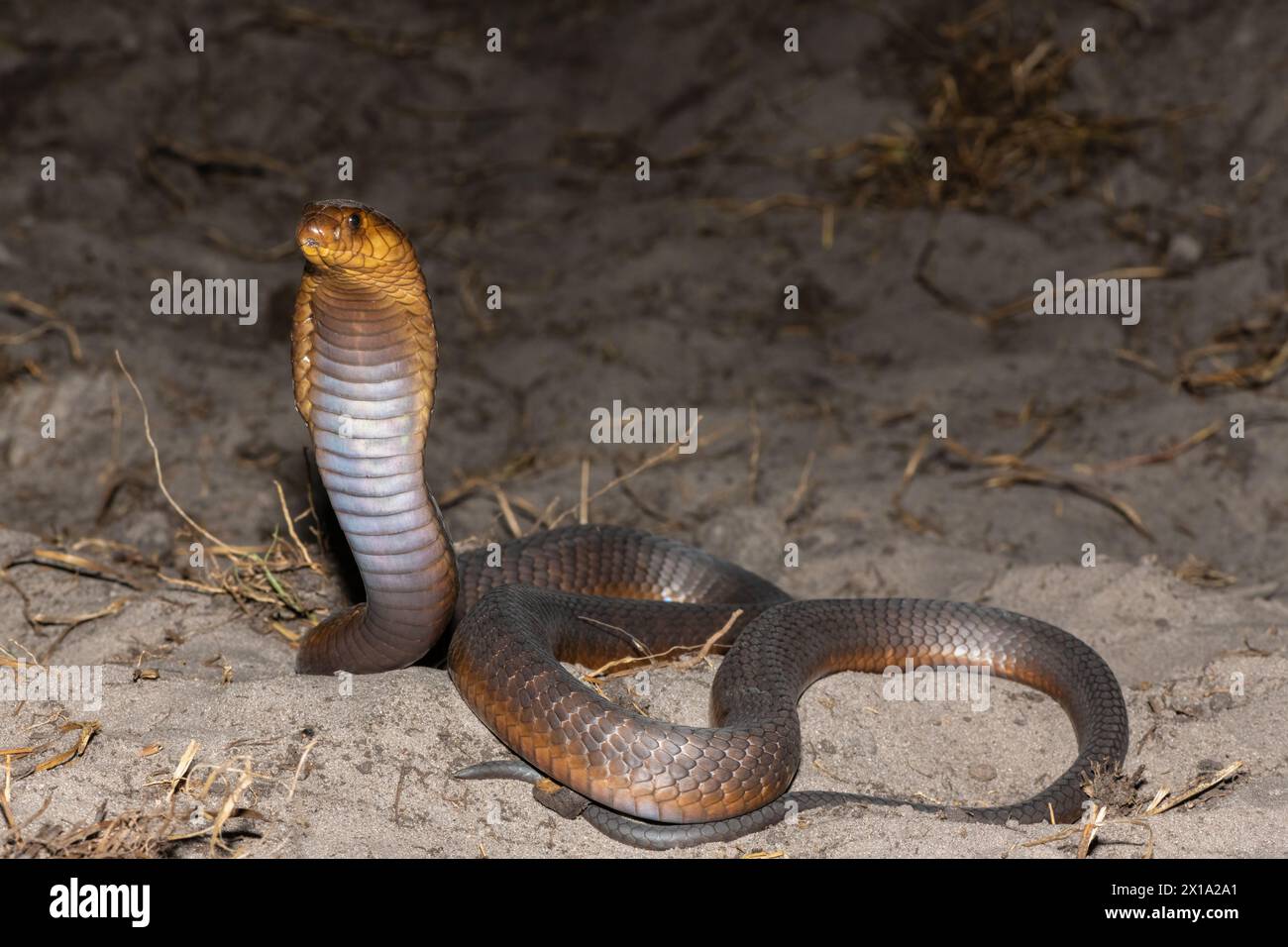 A highly venomous Anchieta’s Cobra (Naja anchietae) displaying its impressive defensive hood in the wild Stock Photo